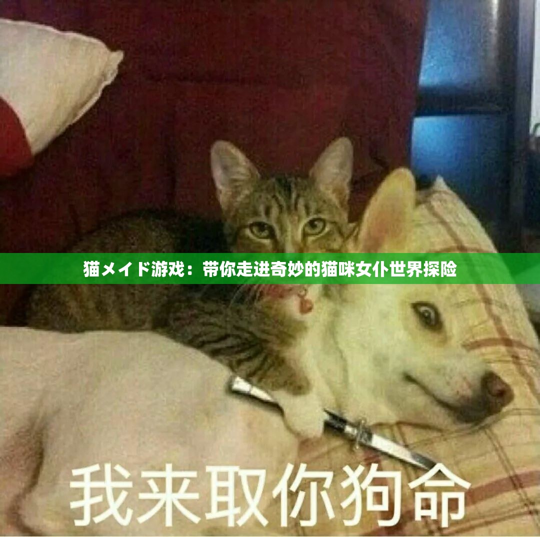 猫メイド游戏：带你走进奇妙的猫咪女仆世界探险