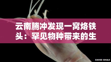 云南腾冲发现一窝烙铁头：罕见物种带来的生态惊喜