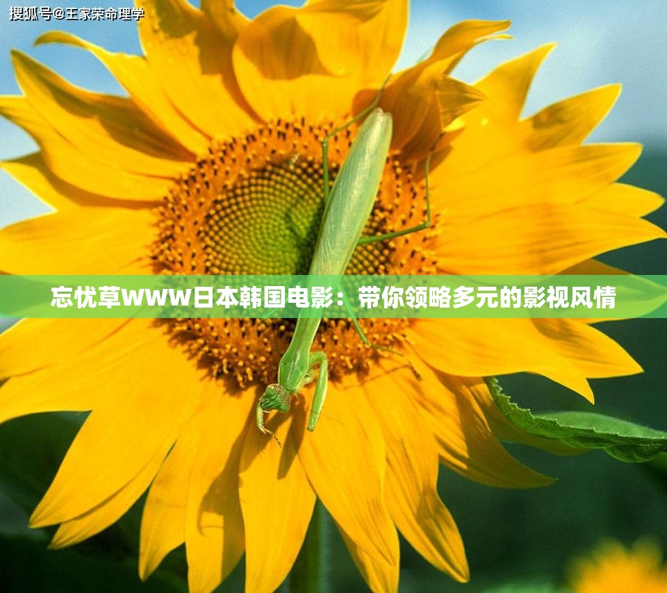 忘忧草WWW日本韩国电影：带你领略多元的影视风情
