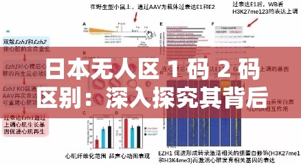日本无人区 1 码 2 码区别：深入探究其背后的神秘机制
