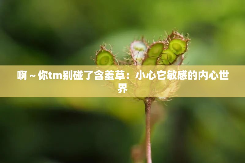 啊～你tm别碰了含羞草：小心它敏感的内心世界