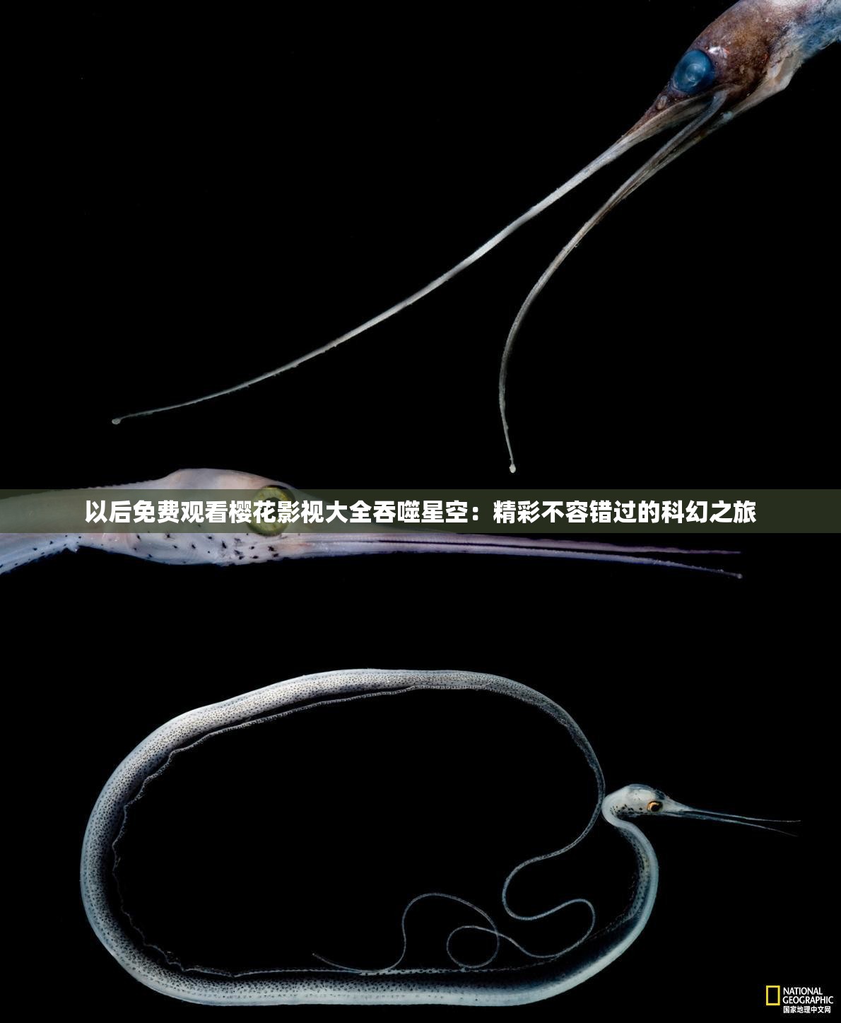 以后免费观看樱花影视大全吞噬星空：精彩不容错过的科幻之旅