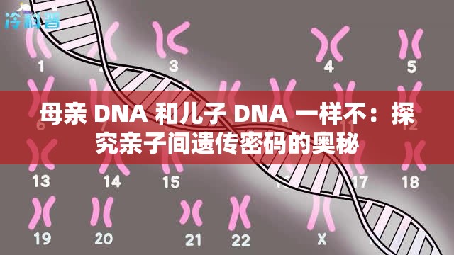 母亲 DNA 和儿子 DNA 一样不：探究亲子间遗传密码的奥秘