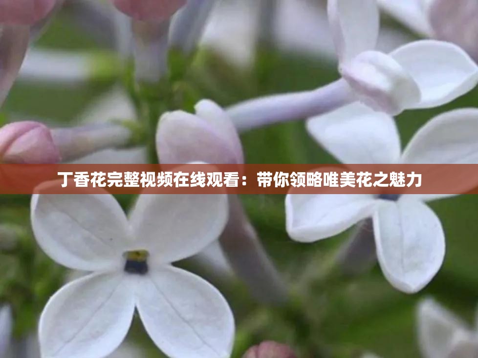 丁香花完整视频在线观看：带你领略唯美花之魅力