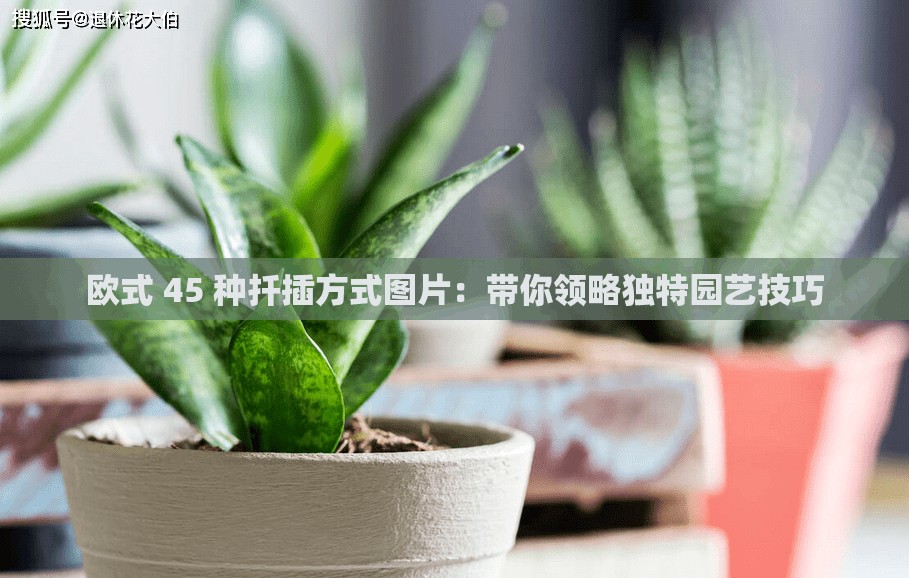 欧式 45 种扦插方式图片：带你领略独特园艺技巧