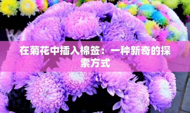 在菊花中插入棉签：一种新奇的探索方式