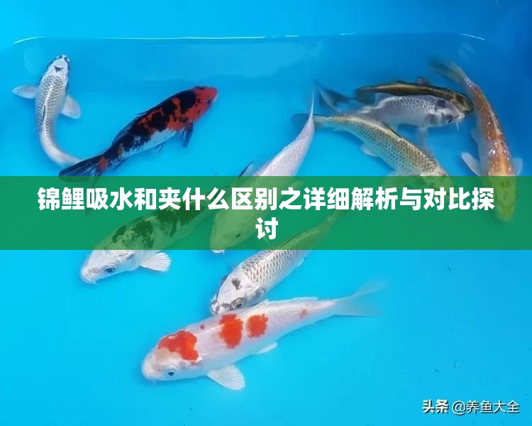 锦鲤吸水和夹什么区别之详细解析与对比探讨