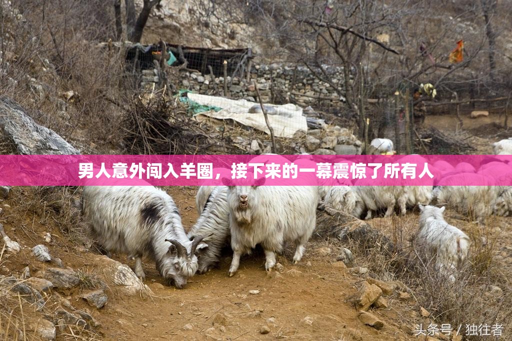 男人意外闯入羊圈，接下来的一幕震惊了所有人