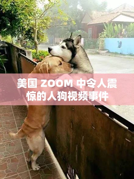 美国 ZOOM 中令人震惊的人狗视频事件