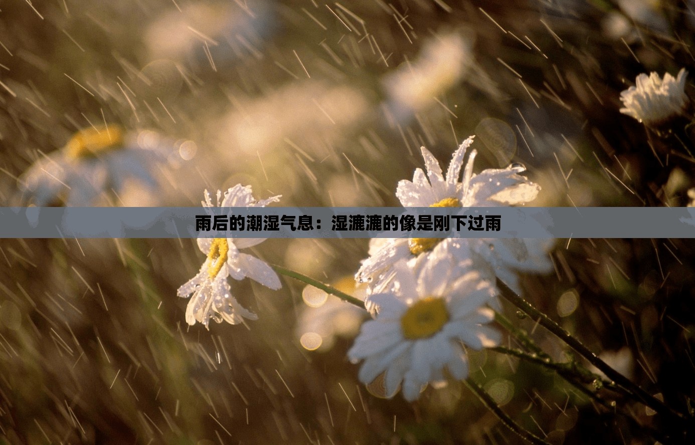 雨后的潮湿气息：湿漉漉的像是刚下过雨