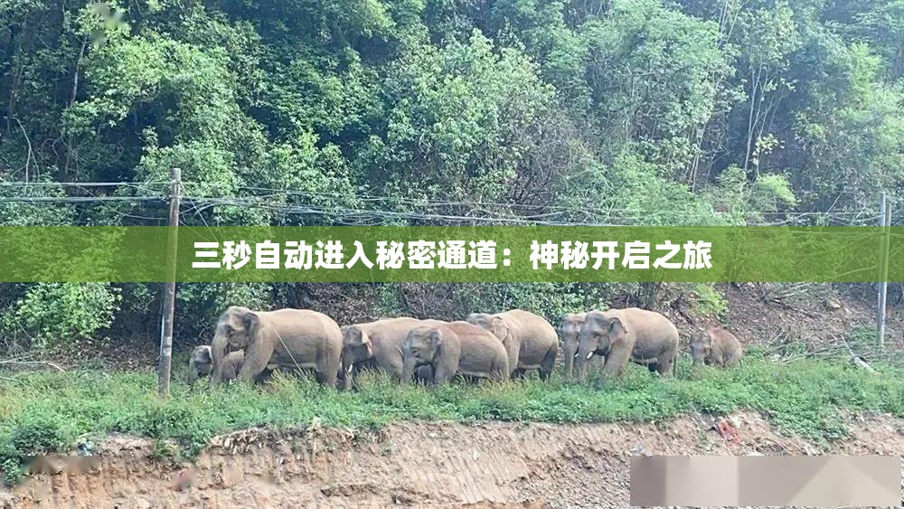 三秒自动进入秘密通道：神秘开启之旅