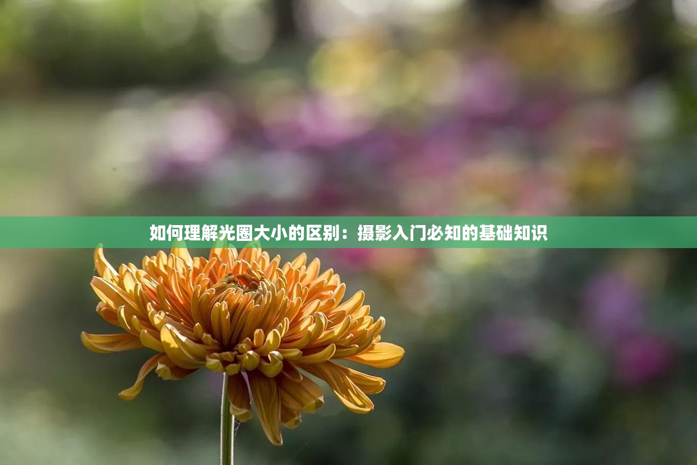 如何理解光圈大小的区别：摄影入门必知的基础知识