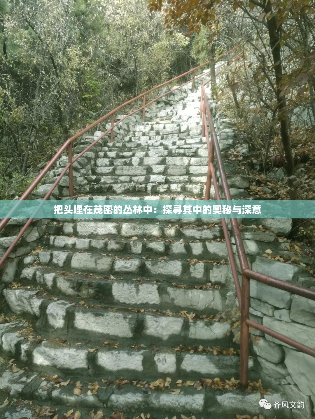 把头埋在茂密的丛林中：探寻其中的奥秘与深意