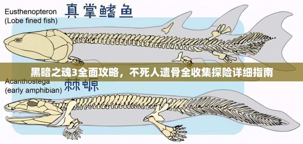 黑暗之魂3全面攻略，不死人遗骨全收集探险详细指南