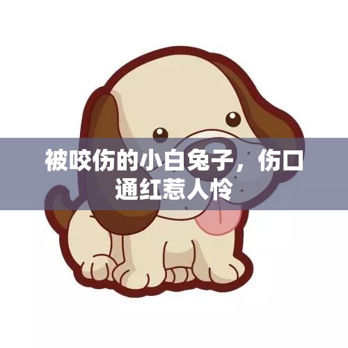 被咬伤的小白兔子，伤口通红惹人怜