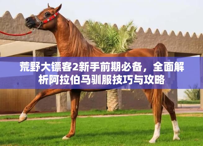 荒野大镖客2新手前期必备，全面解析阿拉伯马驯服技巧与攻略