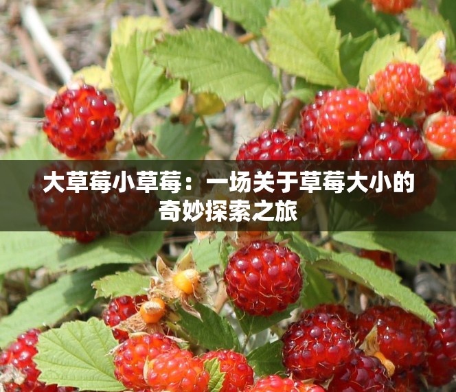 大草莓小草莓：一场关于草莓大小的奇妙探索之旅