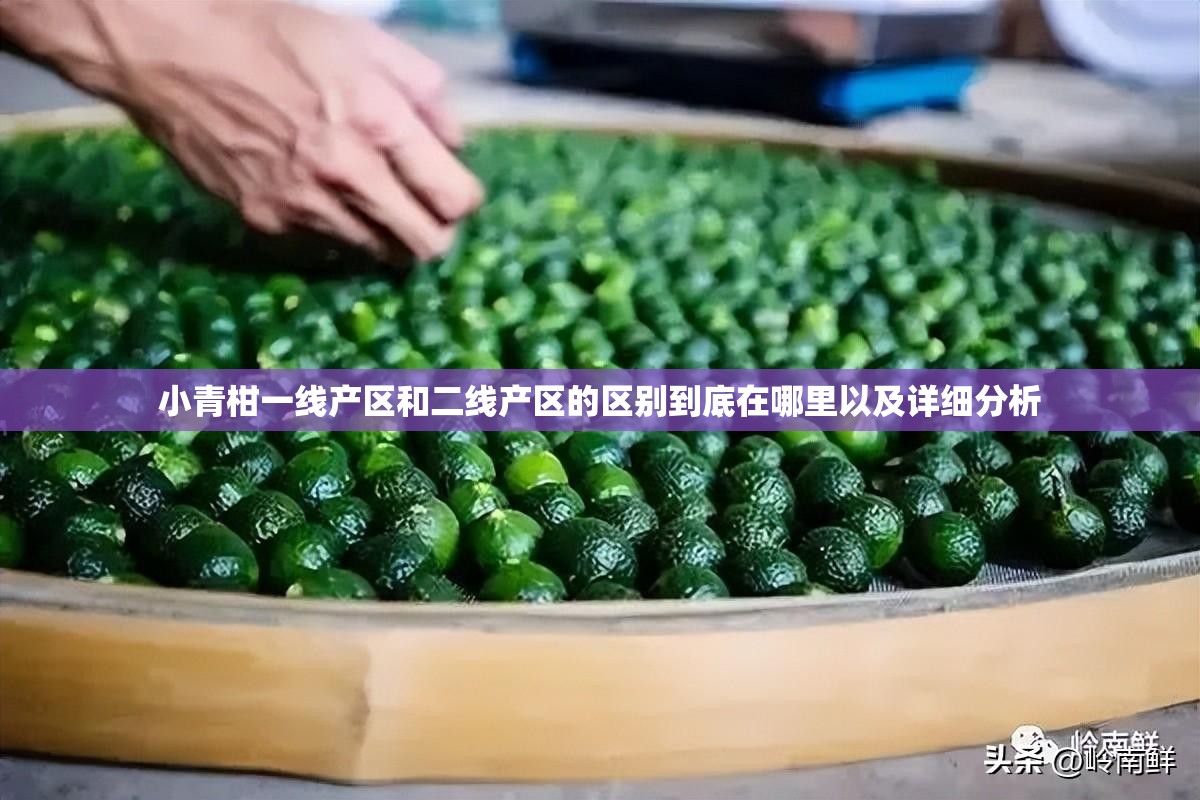小青柑一线产区和二线产区的区别到底在哪里以及详细分析