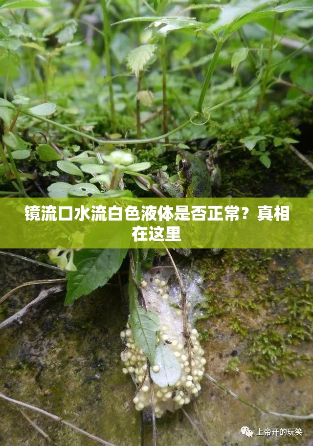 镜流口水流白色液体是否正常？真相在这里