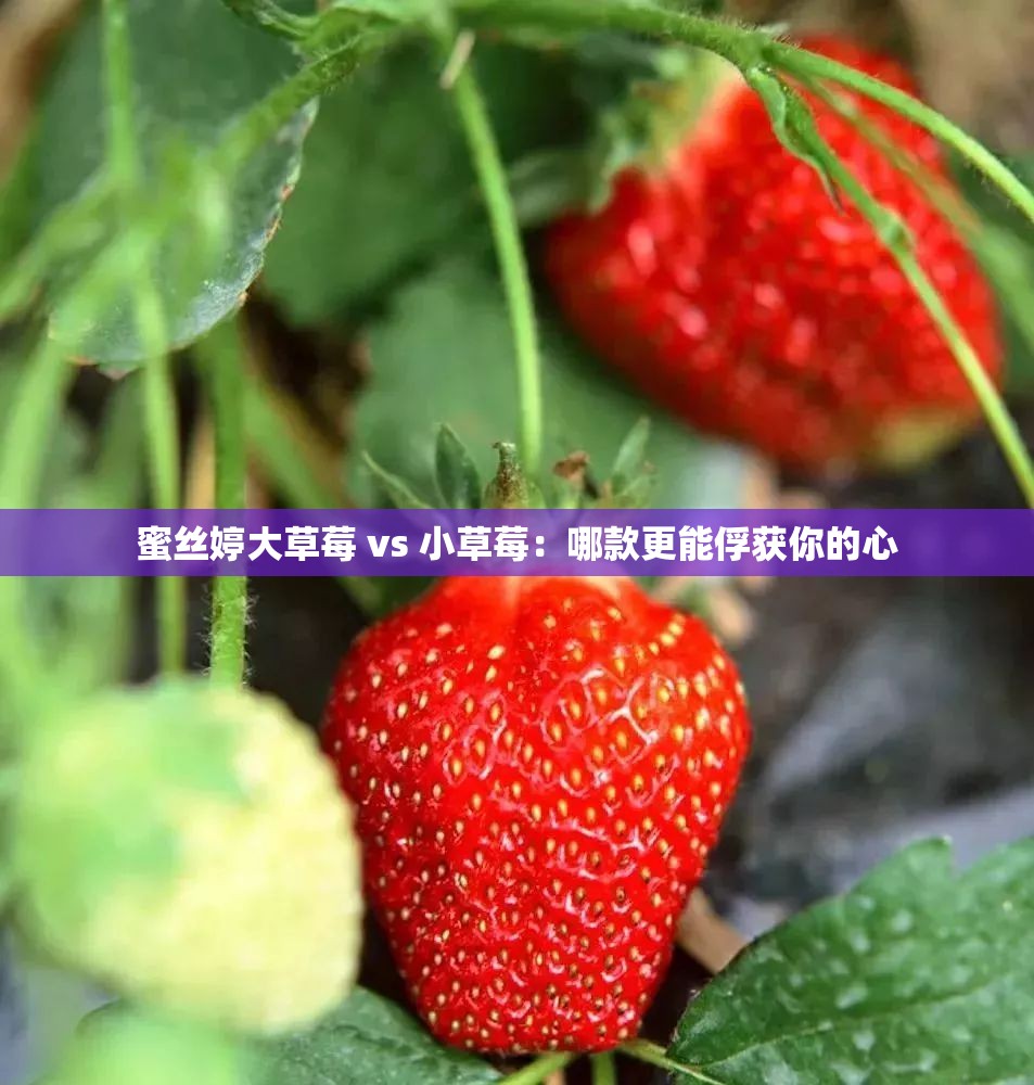 蜜丝婷大草莓 vs 小草莓：哪款更能俘获你的心