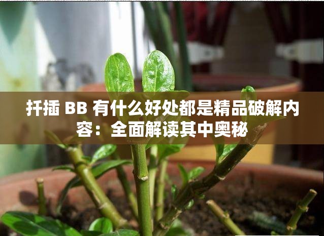 扦插 BB 有什么好处都是精品破解内容：全面解读其中奥秘
