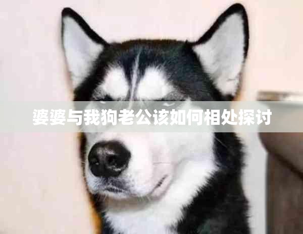婆婆与我狗老公该如何相处探讨