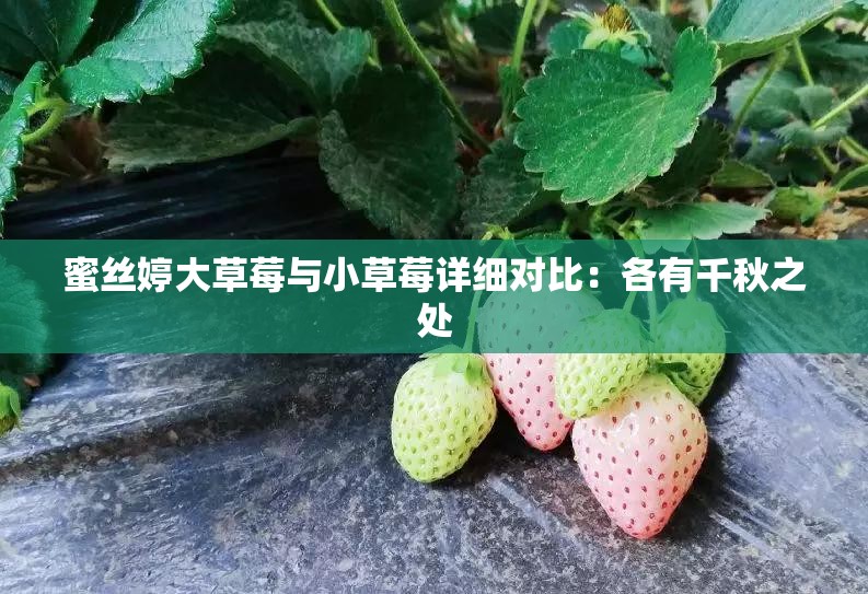 蜜丝婷大草莓与小草莓详细对比：各有千秋之处