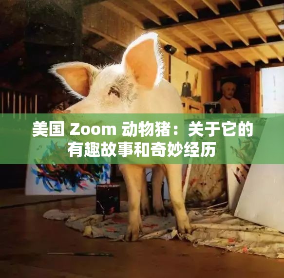 美国 Zoom 动物猪：关于它的有趣故事和奇妙经历