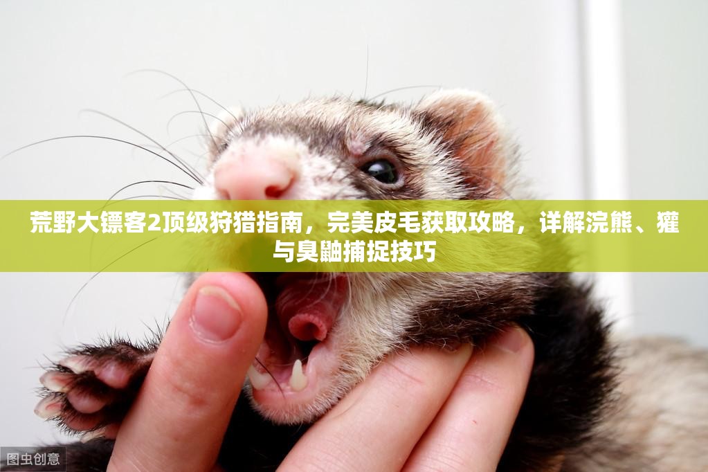 荒野大镖客2顶级狩猎指南，完美皮毛获取攻略，详解浣熊、獾与臭鼬捕捉技巧