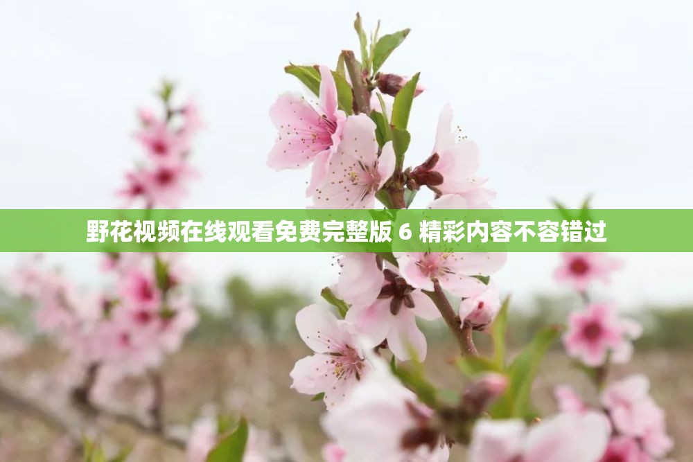 野花视频在线观看免费完整版 6 精彩内容不容错过
