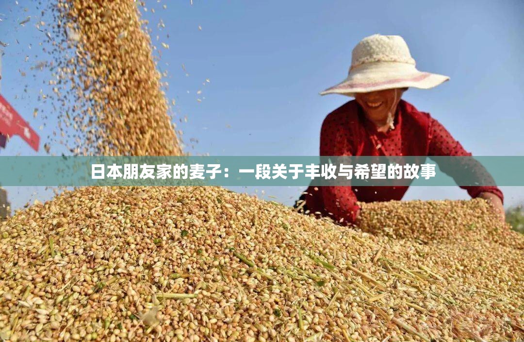 日本朋友家的麦子：一段关于丰收与希望的故事