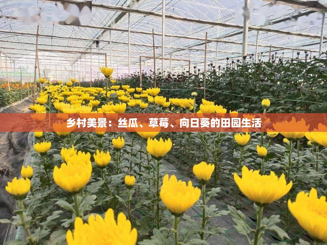 乡村美景：丝瓜、草莓、向日葵的田园生活