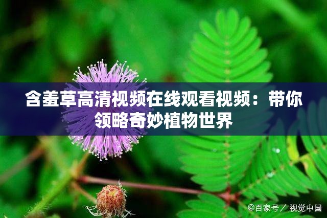 含羞草高清视频在线观看视频：带你领略奇妙植物世界