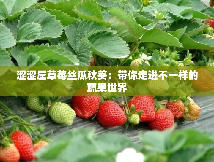 涩涩屋草莓丝瓜秋葵：带你走进不一样的蔬果世界