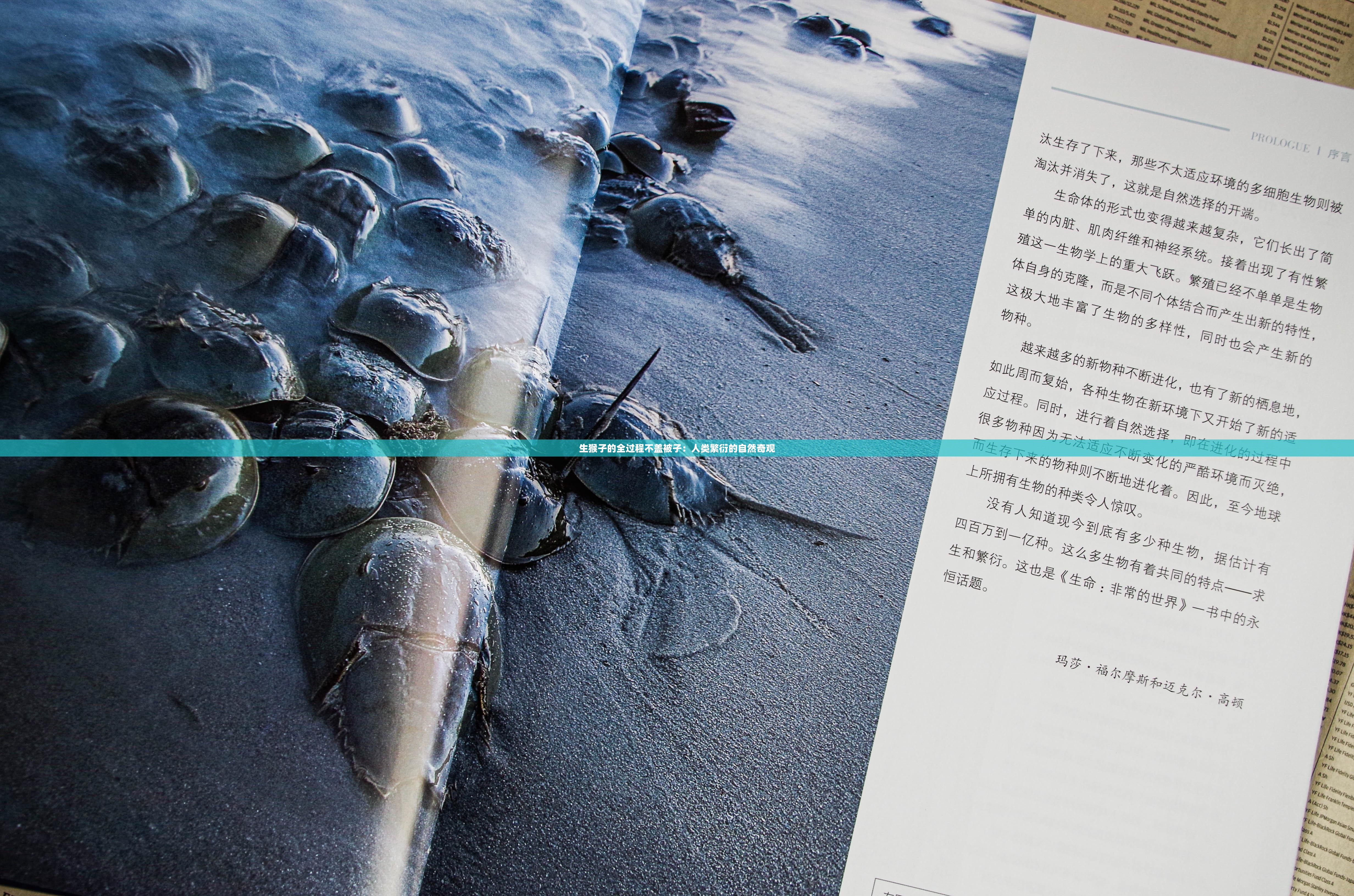 生猴子的全过程不盖被子：人类繁衍的自然奇观