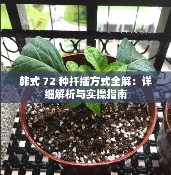 韩式 72 种扦插方式全解：详细解析与实操指南