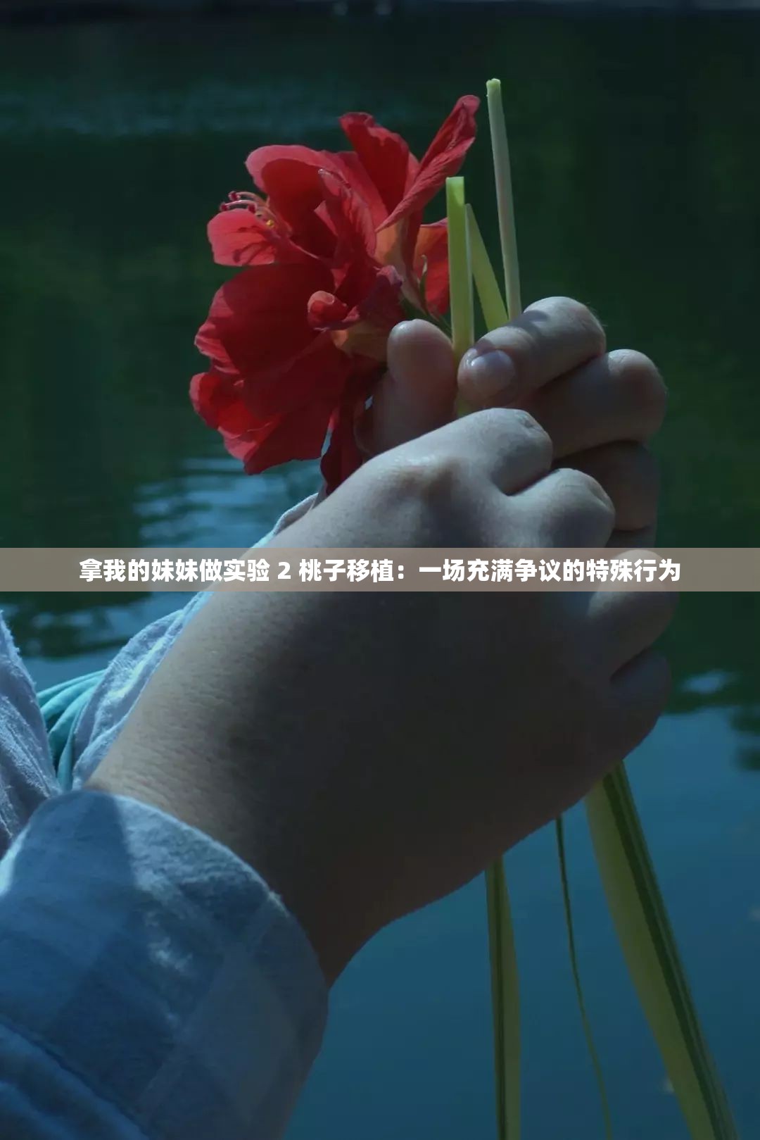 拿我的妹妹做实验 2 桃子移植：一场充满争议的特殊行为
