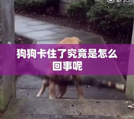 狗狗卡住了究竟是怎么回事呢