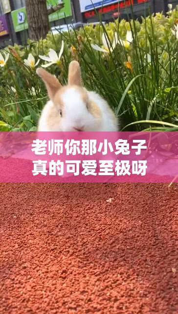 老师你那小兔子真的可爱至极呀