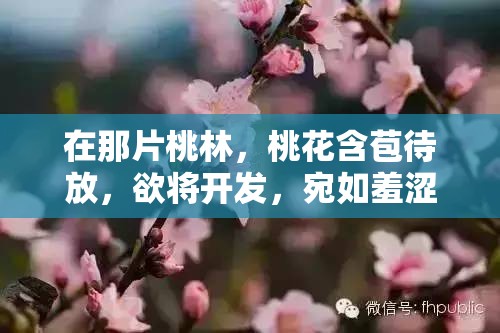 在那片桃林，桃花含苞待放，欲将开发，宛如羞涩的少女，期待着春天的到来