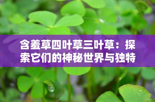 含羞草四叶草三叶草：探索它们的神秘世界与独特魅力