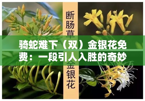 骑蛇难下（双）金银花免费：一段引人入胜的奇妙之旅