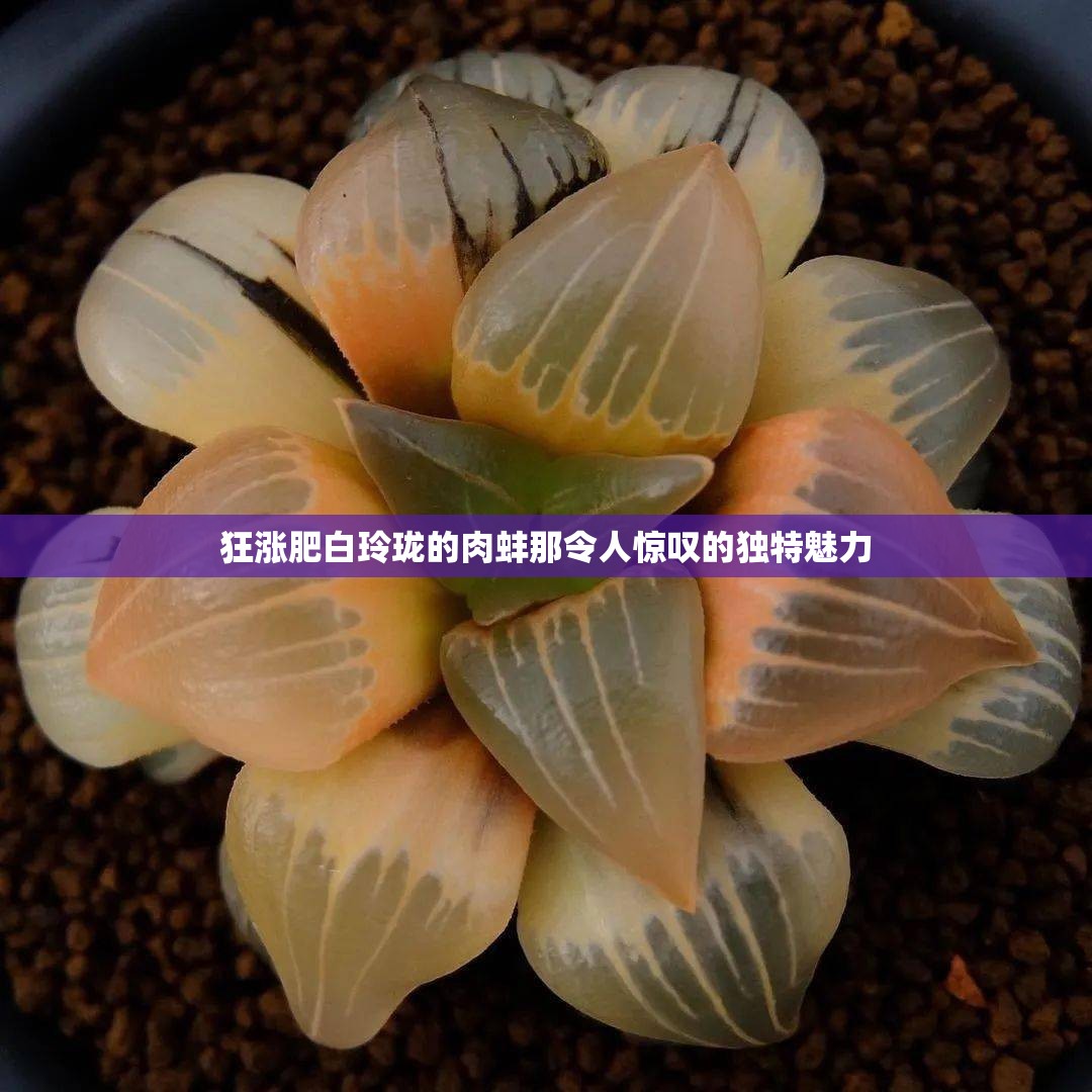 狂涨肥白玲珑的肉蚌那令人惊叹的独特魅力