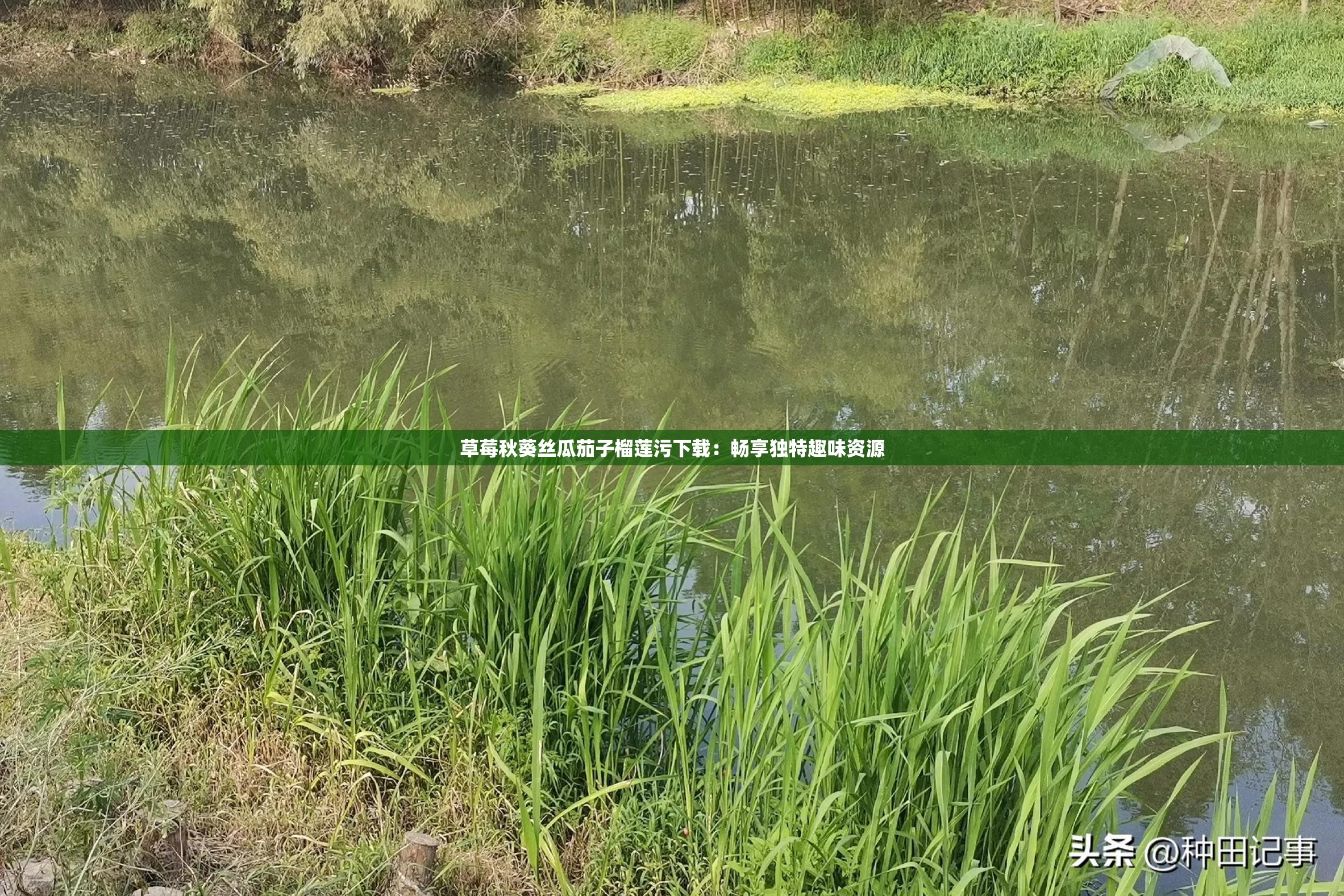 草莓秋葵丝瓜茄子榴莲污下载：畅享独特趣味资源