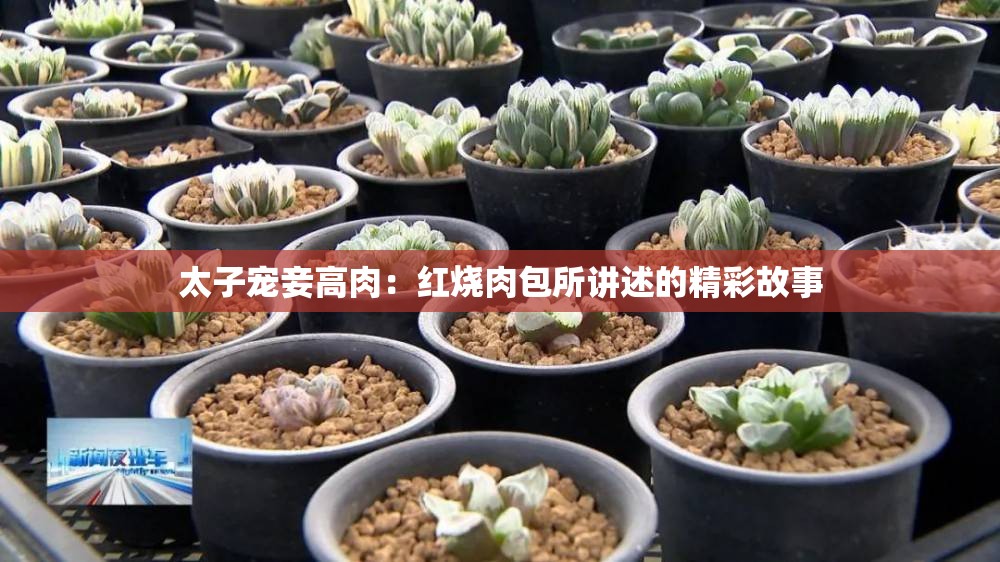 太子宠妾高肉：红烧肉包所讲述的精彩故事
