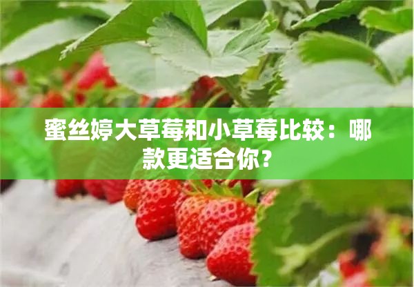 蜜丝婷大草莓和小草莓比较：哪款更适合你？