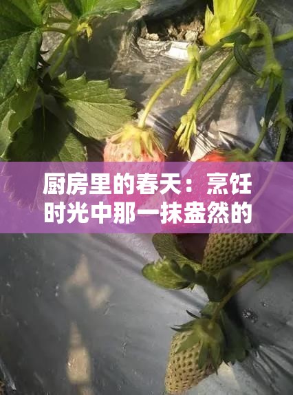 厨房里的春天：烹饪时光中那一抹盎然的生机