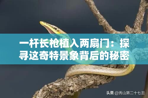 一杆长枪植入两扇门：探寻这奇特景象背后的秘密