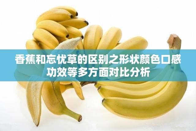 香蕉和忘忧草的区别之形状颜色口感功效等多方面对比分析