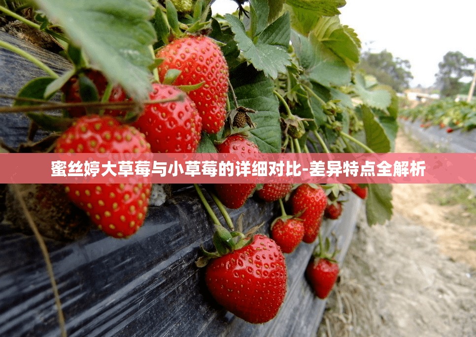 蜜丝婷大草莓与小草莓的详细对比-差异特点全解析
